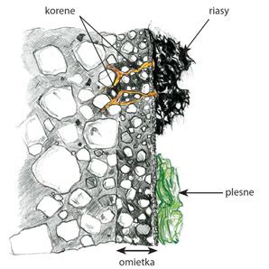 Ilustrácia rastu plesní na zrnách