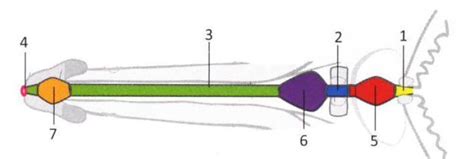 Diagram inštalácie prívodnej a výfukovej trubice s vyznačením smeru a uhla.
