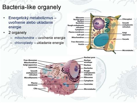 Schéma pôsobenia UV-C žiarenia na bunkové štruktúry mikroorganizmov
