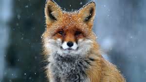 Schéma prídavného tunela v ohnisku kotla