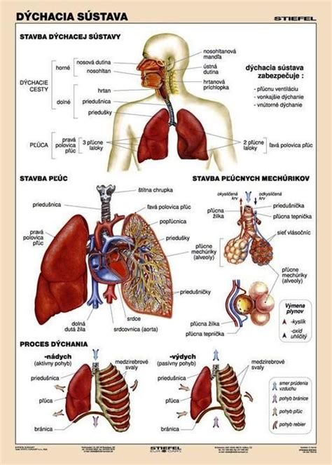 Schéma dýchacieho systému človeka s vyznačenými hornými a dolnými dýchacími cestami