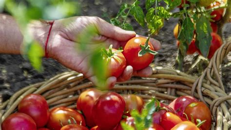 Zdravé a bohato rodiace rajčiaky v klimatizačnej bunke