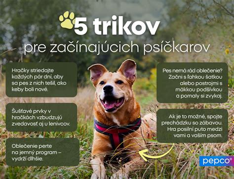 Infografika: Typy chladiacich podložiek pre psov a ich fungovanie