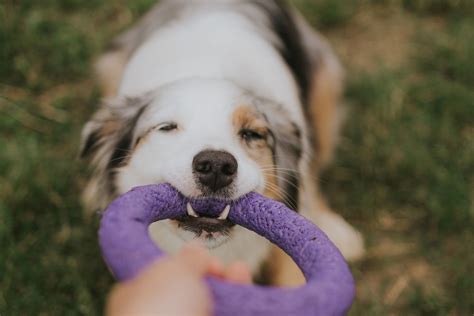 Pes hrá s chladiacou hračkou