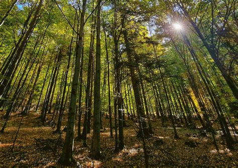 Fotografia: odumreté drevo v lese obrastené machom