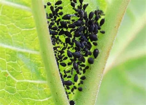 Ilustrácia rôznych škodcov hrachu, ako sú vošky, slimáky a múčnatka.