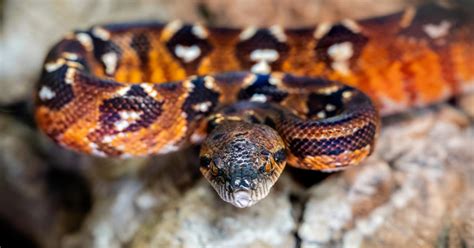 Ilustračná fotografia rôznych druhov plazov v teráriu