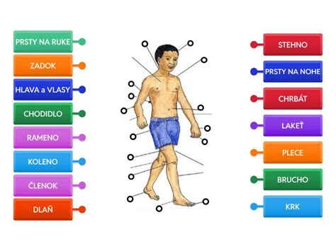 Infografika: Termoregulácia ľudského tela