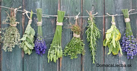 Ilustrácia: Liečivé bylinky na podporu termoregulácie