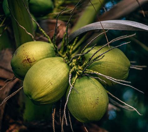 Nádoba s kokosovým olejom a kokosový orech