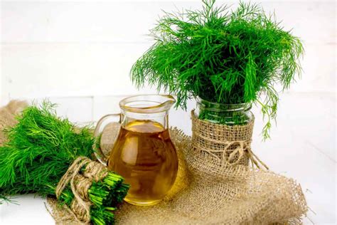 ilustrácia kôpru v pohári s vodou v chladničke