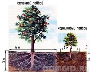 Schematické znázornenie koreňového systému rastliny v zdravej a zhutnenej pôde