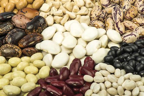 obrázok semien fazule pri teste klíčivosti