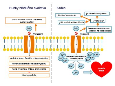 Infografika vysvetľujúca mechanizmus účinku UVC žiarenia na mikroorganizmy