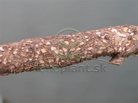 detailná fotografia epifytických rastlín rastúcich na kôre sekvojovca