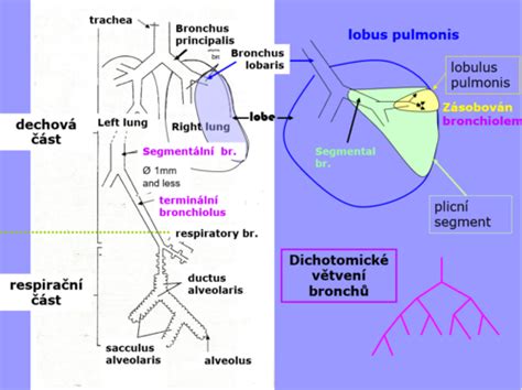 Schéma: porovnanie suchej a vlhkej sliznice dýchacích ciest