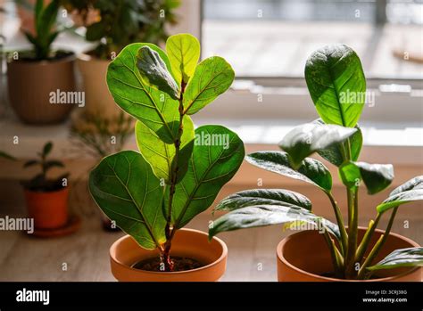 Thematic photo of healthy, vibrant houseplants in a home environment receiving care
