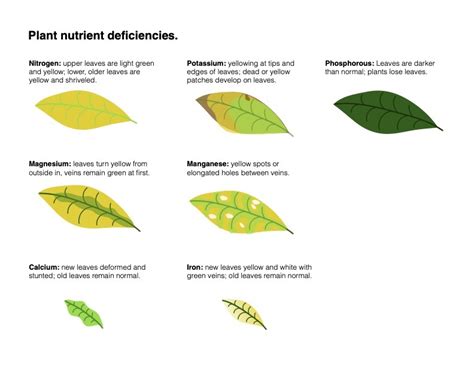 Diagram showing a houseplant with brown leaf tips and curled leaves as symptoms of low humidity