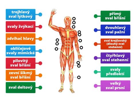 anatomická schéma zobrazujúca svalové napätie v oblasti krku a ramien spôsobené priamym prúdom chladného vzduchu