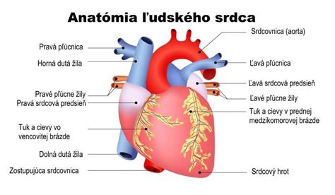 Ilustrácia ľudského srdca a mozgu s označením oblastí ovplyvnených teplom
