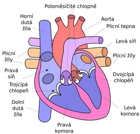 Schematické znázornenie ľudského dýchacieho systému s vyznačenými hornými a dolnými dýchacími cestami.