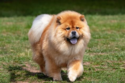 Pes s krátkou srsťou na tráve