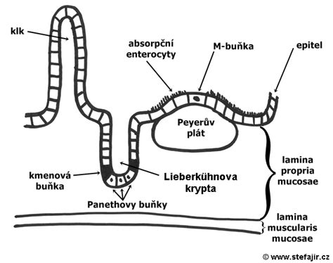 schéma vplyvu vlhkosti na vírusy a sliznice
