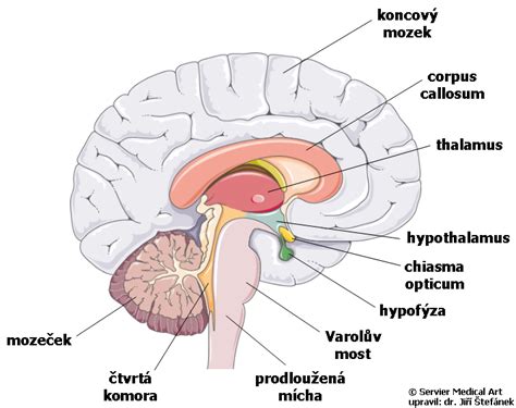 Ilustračná schéma tracheostómie s vyznačeným otvorom v priedušnici.