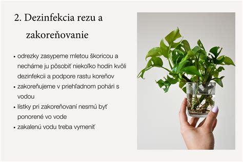 Infografika: Správna zálievka izbových rastlín - test vlhkosti pôdy prstom.