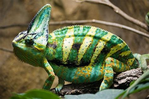 Tematické foto Chameleón jemenský