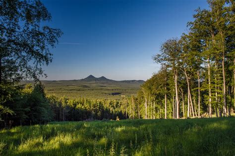 Tematické foto: nazbierané kuriatka v lese alebo košíku