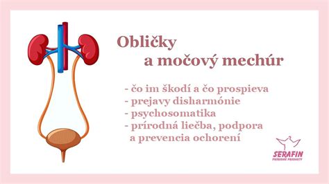 Schéma anatómie močopohlavného systému žien a mužov