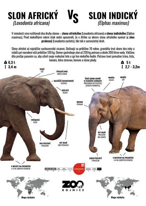 Infografika: Rozdiel medzi cystitídou a uretritídou