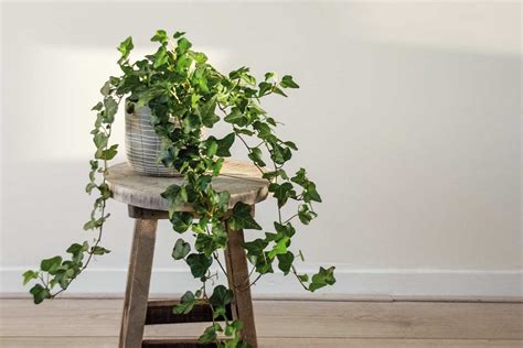 Fotografia: Zelená izbová rastlina (napr. brečtan) v kúpelni