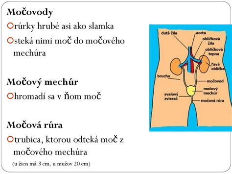 Schéma močovej sústavy človeka (obličky, močovody, močový mechúr, močová rúra)