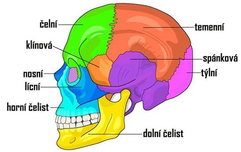 Ilustrácia ľudskej hlavy s vyznačenými ochrannými vrstvami mozgu (lebka, meningy, likvor)