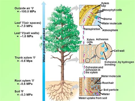 Infografika cyklu vody v rastline jačmeňa a vplyv sucha