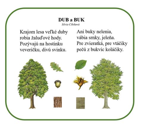 Prehľadná tabuľka porovnania tvrdých drevín (buk, dub, hrab, cer) podľa výhrevnosti a vhodnosti použitia