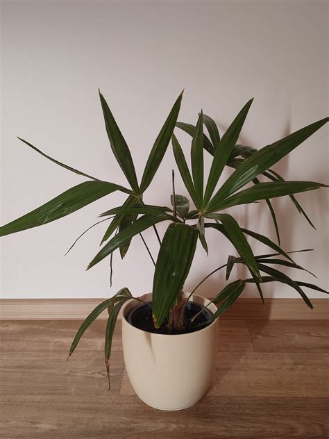 Koláž fotografií: Rôzne izbové rastliny absorbujúce vlhkosť (brečtan, bambusová palma, tillandsia, papraď)
