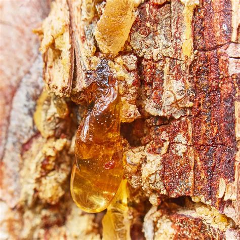 Detailný záber na kryštalickú živicu Benzoe Siam s jej charakteristickou žlto-červenou farbou