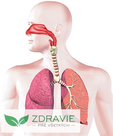 Infografika: Vplyv vlhkosti na zdravie človeka (plesne, roztoče, dýchacie cesty)