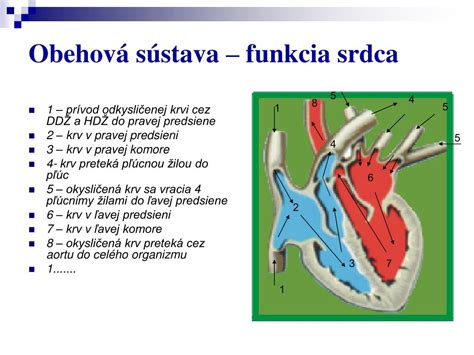 Schéma znázorňujúca štyri pľúcne žily ústiace do ľavej predsiene srdca