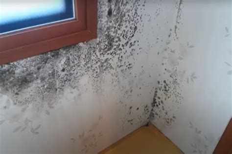 Fotografia plesne na stene alebo okolo okna