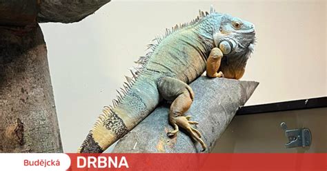 vlhkosť v teráriu pre leguána zeleného