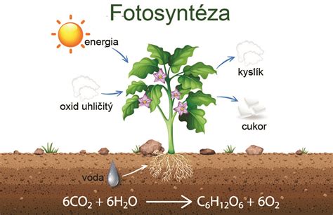 Schéma kolobehu energie v biomase: slnečné žiarenie - fotosyntéza - rast biomasy - energetické využitie - uvoľnenie CO2 do atmosféry pre ďalší rast rastlín.