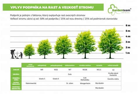 Schéma rastového cyklu paulovnie a porovnanie výšky v jednotlivých rokoch