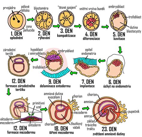 Infografika zobrazujúca následky nízkej a vysokej vlhkosti na vývoj embrya vo vnútri vajca