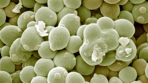 Ilustrácia Saccharomyces cerevisiae