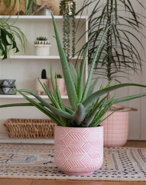 Aloe vera a Svokrin jazyk v kvetináčoch