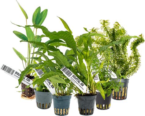 Kolekcia rastlín zvlhčujúcich vzduch